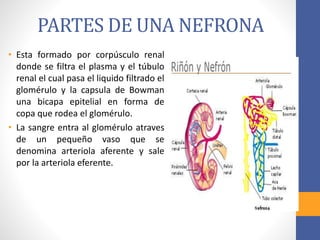 PARTES DE UNA NEFRONA
• Esta formado por corpúsculo renal
donde se filtra el plasma y el túbulo
renal el cual pasa el liquido filtrado el
glomérulo y la capsula de Bowman
una bicapa epitelial en forma de
copa que rodea el glomérulo.
• La sangre entra al glomérulo atraves
de un pequeño vaso que se
denomina arteriola aferente y sale
por la arteriola eferente.
 