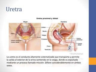 Uretra
La uretra es el conducto altamente sistematizado que transporta y permite
la salida al exterior de la orina contenida en la vejiga, donde es expulsada
mediante un proceso llamado micción. Difiere considerablemente en ambos
sexos.
 