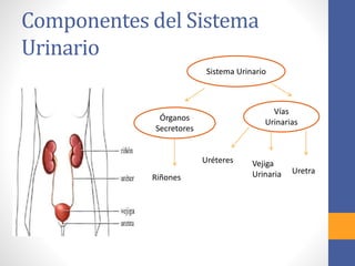 Componentes del Sistema
Urinario
Sistema Urinario
Órganos
Secretores
Vías
Urinarias
Uréteres
Riñones
Vejiga
Urinaria Uretra
 