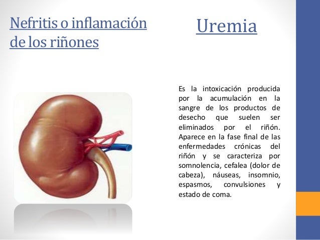 Anatomía y fisiología del sistema urinario Anatomía y fisiología del sistema urinario