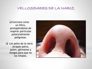 Anatomía y fisiología de nariz | PPTX