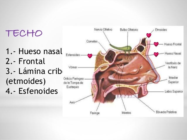 Anatomía y fisiología de nariz