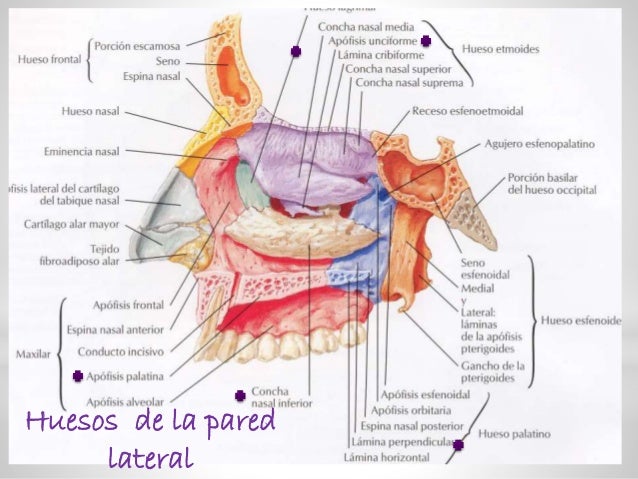 Anatomía y fisiología de nariz
