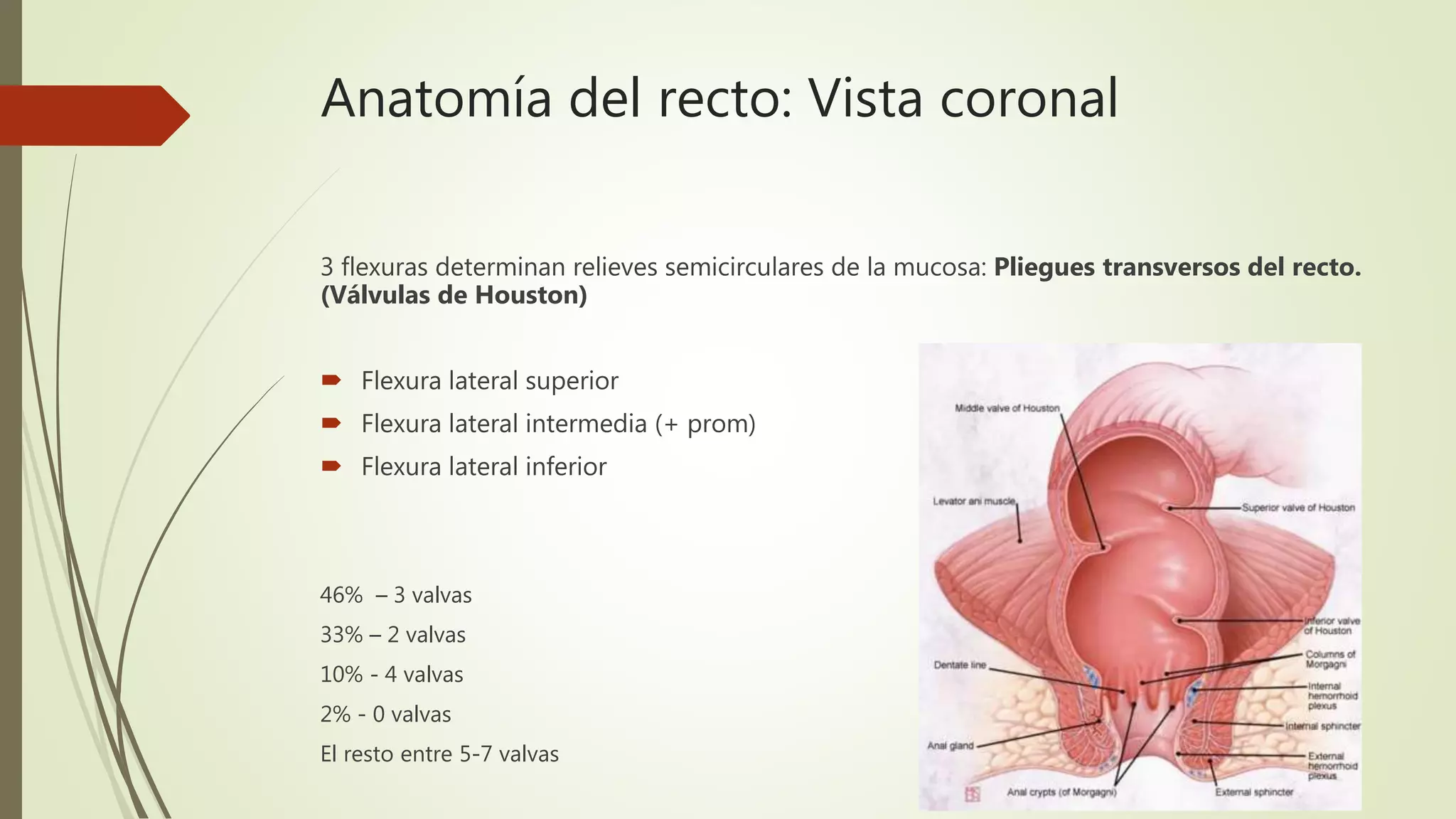 Anatomía y fisiología de recto y ano | PPTX