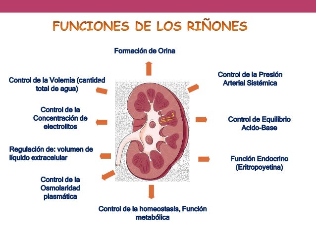 Anatomía y fisiología renal