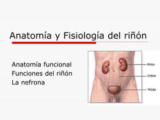 Anatomía y Fisiología del riñón
Anatomía funcional
Funciones del riñón
La nefrona
 
