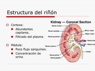 Anatomía y fisiología renal .ppt