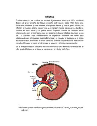 Anatomía y fisiologia del riño | DOC