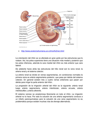 Anatomía y fisiologia del riño | DOC