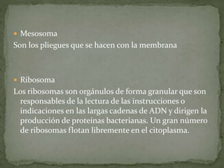  Mesosoma 
Son los pliegues que se hacen con la membrana 
 Ribosoma 
Los ribosomas son orgánulos de forma granular que son 
responsables de la lectura de las instrucciones o 
indicaciones en las largas cadenas de ADN y dirigen la 
producción de proteínas bacterianas. Un gran número 
de ribosomas flotan libremente en el citoplasma. 
 