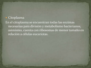  Citoplasma 
En el citoplasma se encuentran todas las enzimas 
necesarias para división y metabolismo bacterianos, 
asimismo, cuenta con ribosomas de menor tamaño en 
relación a células eucariotas. 
 