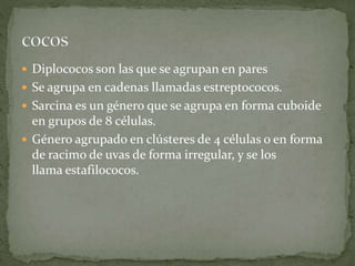  Diplococos son las que se agrupan en pares 
 Se agrupa en cadenas llamadas estreptococos. 
 Sarcina es un género que se agrupa en forma cuboide 
en grupos de 8 células. 
 Género agrupado en clústeres de 4 células o en forma 
de racimo de uvas de forma irregular, y se los 
llama estafilococos. 
 