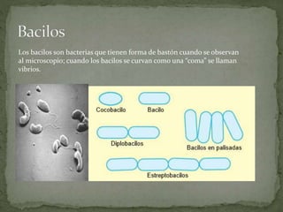 Los bacilos son bacterias que tienen forma de bastón cuando se observan 
al microscopio; cuando los bacilos se curvan como una “coma” se llaman 
vibrios. 
 