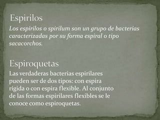 Los espirilos o spirilum son un grupo de bacterias 
caracterizadas por su forma espiral o tipo 
sacacorchos. 
Las verdaderas bacterias espirilares 
pueden ser de dos tipos: con espira 
rígida o con espira flexible. Al conjunto 
de las formas espirilares flexibles se le 
conoce como espiroquetas. 
 