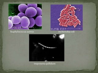 Staphylococcus aureus escherichia coli 
treponema pallidum 
 