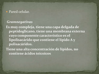  Pared celular. 
Gramnegativas 
Es muy compleja, tiene una capa delgada de 
peptidoglicano, tiene una membrana externa 
cuyo componente característico es el 
lipolisacárido que contiene el lípido A y 
polisacáridos. 
Tiene una alta concentración de lípidos, no 
contiene ácidos teicoicos 
 