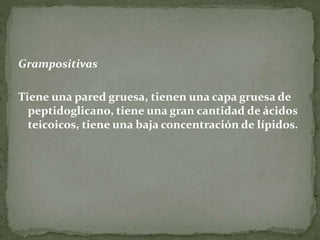 Grampositivas 
Tiene una pared gruesa, tienen una capa gruesa de 
peptidoglicano, tiene una gran cantidad de ácidos 
teicoicos, tiene una baja concentración de lípidos. 
 