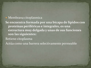  Membrana citoplasmica 
Se encuentra formada por una bicapa de lípidos con 
proteínas periféricas e integrales, es una 
estructura muy delgada y unas de sus funciones 
son las siguientes: 
Retiene citoplasma 
Actúa como una barrera selectivamente permeable 
 