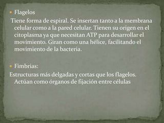  Flagelos 
Tiene forma de espiral. Se insertan tanto a la membrana 
celular como a la pared celular. Tienen su origen en el 
citoplasma ya que necesitan ATP para desarrollar el 
movimiento. Giran como una hélice, facilitando el 
movimiento de la bacteria. 
 Fimbrias: 
Estructuras más delgadas y cortas que los flagelos. 
Actúan como órganos de fijación entre células 
 