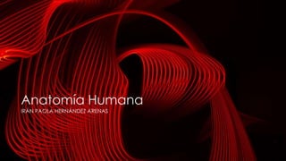 Anatomía Humana
IRÁN PAOLA HERNÁNDEZ ARENAS
 