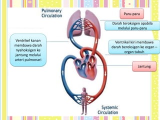 Paru-paru

                   Darah teroksigen apabila
                      melalui paru-paru


Ventrikel kanan      Ventrikel kiri membawa
membawa darah      darah beroksigen ke organ –
nyahoksigen ke            organ tubuh
jantung melalui
arteri pulmonari
                                  Jantung
 