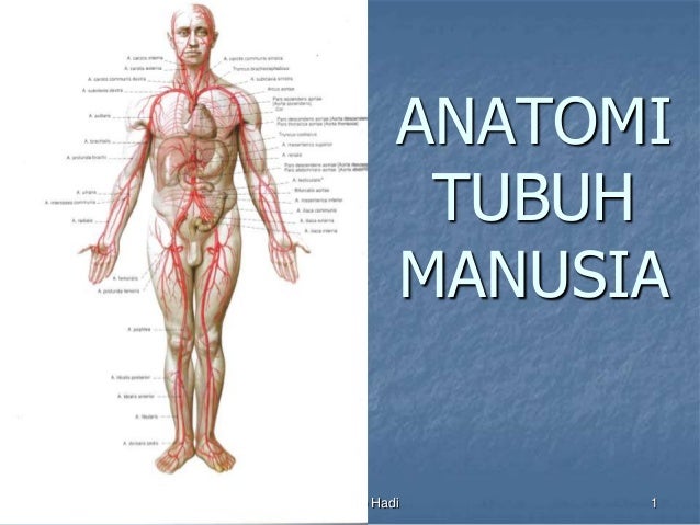 47+ Anatomi Manusia Slide