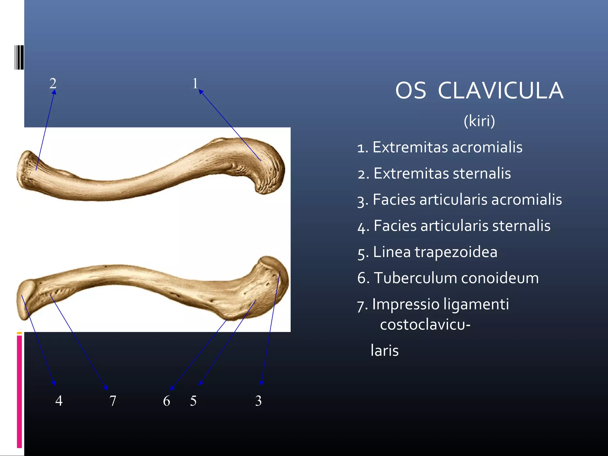 Anatomi PPT