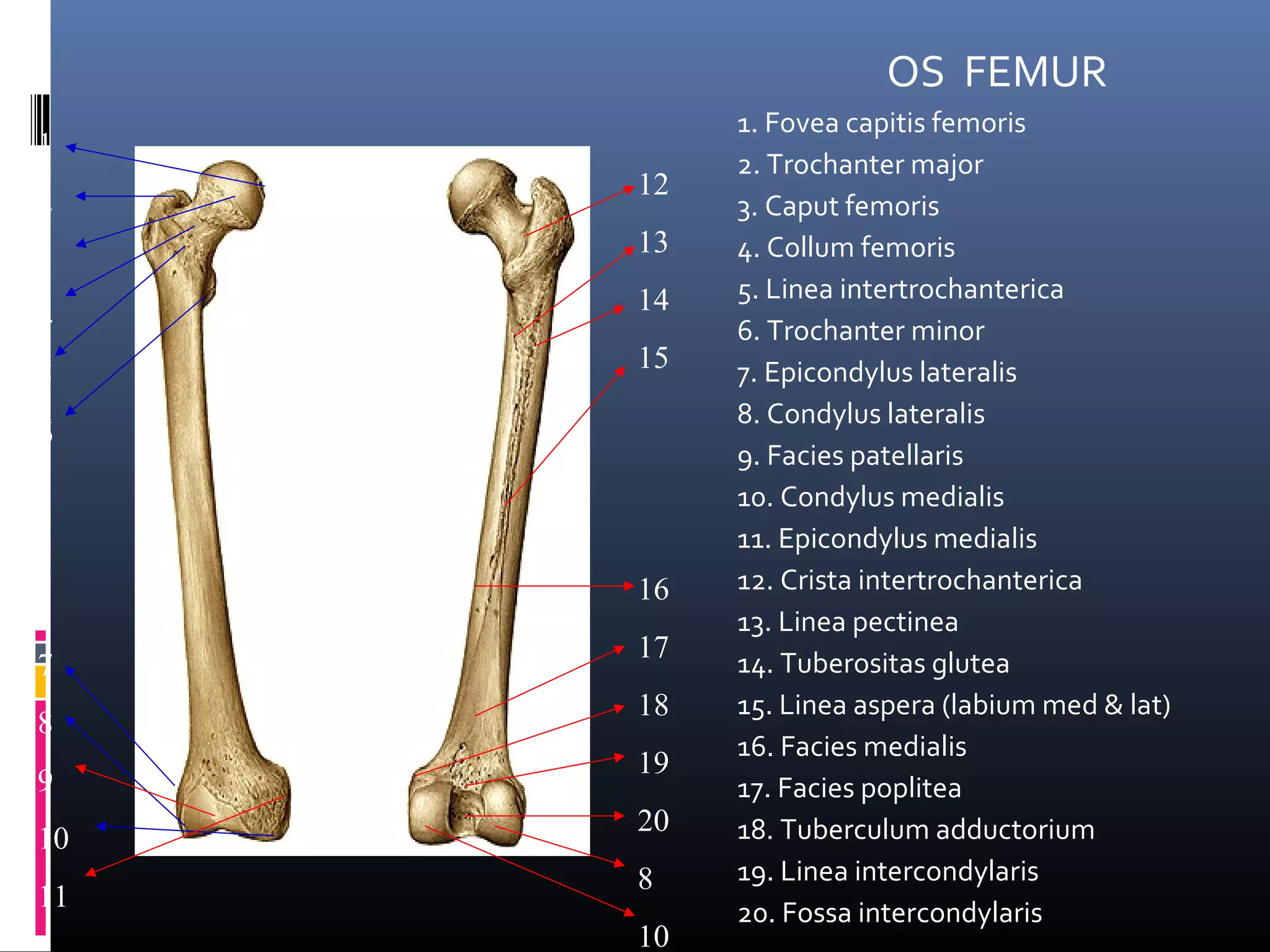 Anatomi PPT