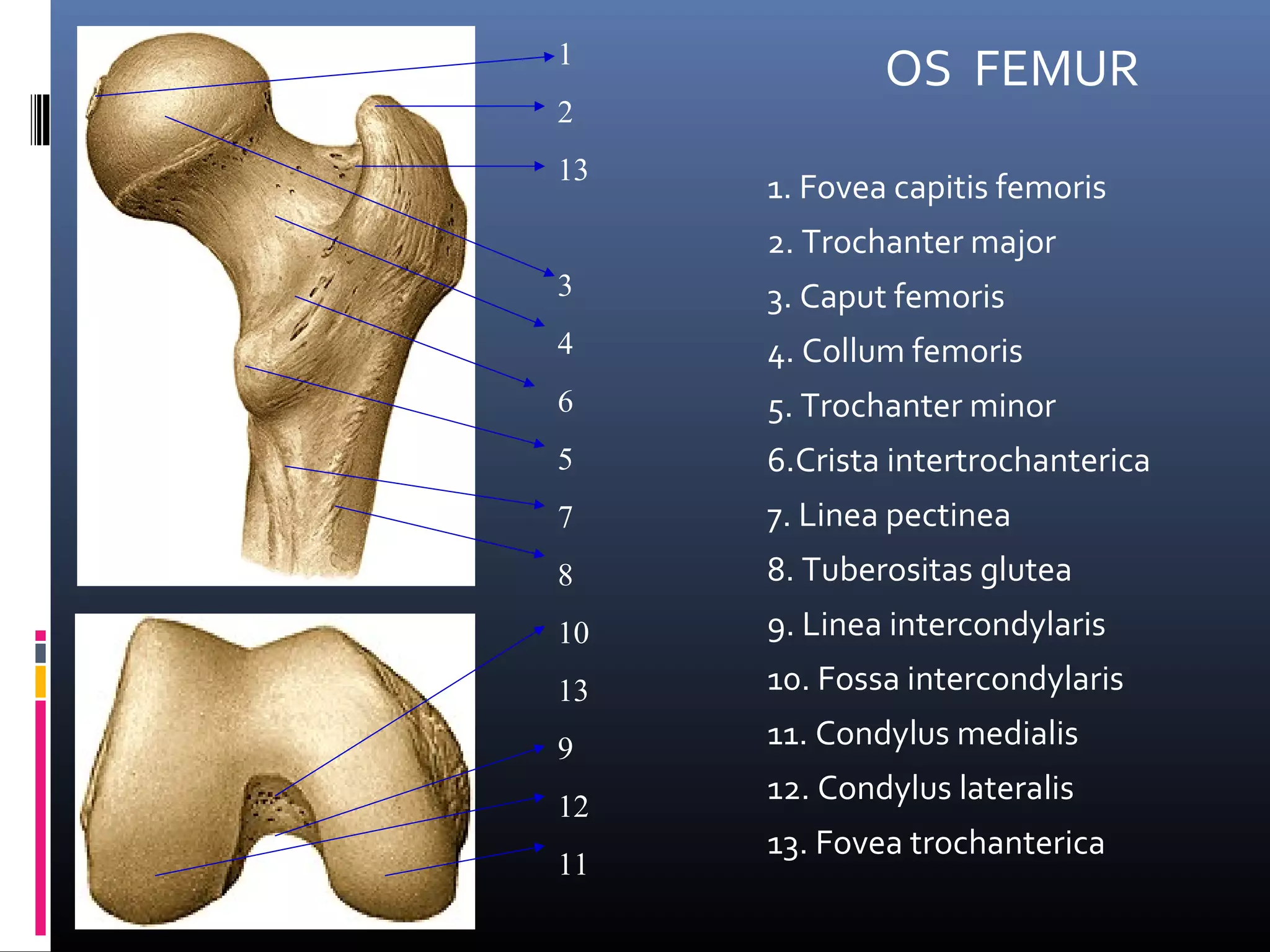 Anatomi PPT