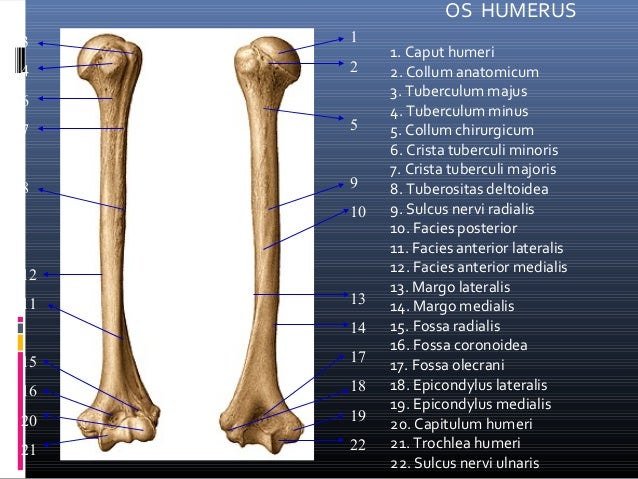 Collum Chirurgicum Anatomicum Humerus Oberarmknochen YQQXK Collum Chirurgicum Anatomicum Humerus Oberarmknochen YQQXK