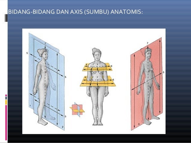Anatomi
