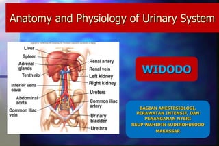 Anatomy and Physiology of Urinary System
WIDODO
BAGIAN ANESTESIOLOGI,
PERAWATAN INTENSIF, DAN
PENANGANAN NYERI
RSUP WAHIDIN SUDIROHUSODO
MAKASSAR
 