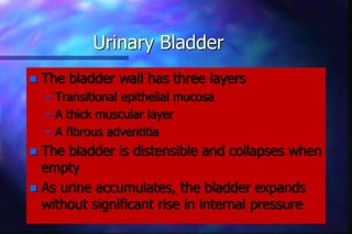 Distensible Bladder Anatomi dan-fisiologi-perkemihan-ppt | PPT