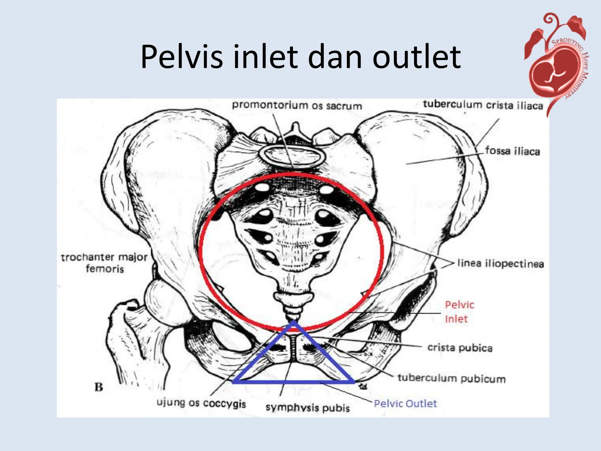 anatomi-dinding-pelvis_compress pada manusia.pdf