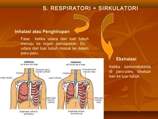 Anatomi fisiologi-sistem pernafasan | PPT