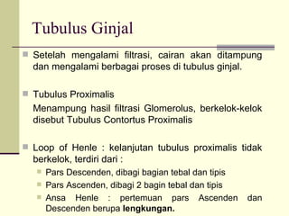 Tubulus Ginjal Setelah mengalami filtrasi, cairan akan ditampung dan mengalami berbagai proses di tubulus ginjal. Tubulus Proximalis Menampung hasil filtrasi Glomerolus, berkelok-kelok disebut Tubulus Contortus Proximalis Loop of Henle : kelanjutan tubulus proximalis tidak berkelok, terdiri dari : Pars Descenden, dibagi bagian tebal dan tipis Pars Ascenden, dibagi 2 bagin tebal dan tipis Ansa Henle : pertemuan pars Ascenden dan Descenden berupa  lengkungan. 
