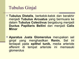 Tubulus Ginjal Tubulus Distalis , berkelok-kelok dan berakhir menjadi  Tubulus Arcuatus  yang bermuara ke dalam  Tubulus Colectivus  bergabung menjadi  Ductus Papillaris Bellini  dan menjadi  Calix Minor Aparatus Justa Glomerolus  merupakan sel ginjal yang menghasilkan  Renin.  Sel ini terdapat pada  epithel tunik,  media arteriole afferent di tempat arteriole ini memasuki glomerolus 