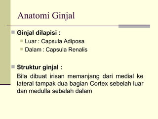 Anatomi Ginjal Ginjal dilapisi : Luar : Capsula Adiposa Dalam : Capsula Renalis Struktur ginjal :  Bila dibuat irisan memanjang dari medial ke lateral tampak dua bagian Cortex sebelah luar dan medulla sebelah dalam 