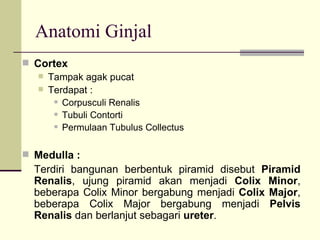 Anatomi Ginjal Cortex Tampak agak pucat Terdapat : Corpusculi Renalis Tubuli Contorti Permulaan Tubulus Collectus Medulla : Terdiri bangunan berbentuk piramid disebut  Piramid Renalis , ujung piramid akan menjadi  Colix Minor , beberapa Colix Minor bergabung menjadi  Colix Major , beberapa Colix Major bergabung menjadi  Pelvis Renalis  dan berlanjut sebagari  ureter . 