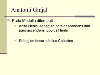 Anatomi Ginjal Pada Medulla ditempati : Ansa Henle, sebagian pars descendens dan pars ascendens tubulus Henle Sebagian besar tubulus Collectus 