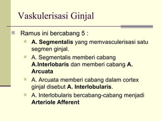 Vaskulerisasi Ginjal Ramus ini bercabang 5 : A. Segmentalis  yang memvasculerisasi satu segmen ginjal. A. Segmentalis memberi cabang  A.Interlobaris  dan memberi cabang  A. Arcuata A. Arcuata memberi cabang dalam cortex ginjal disebut  A. Interlobularis . A. Interlobularis bercabang-cabang menjadi  Arteriole Afferent 