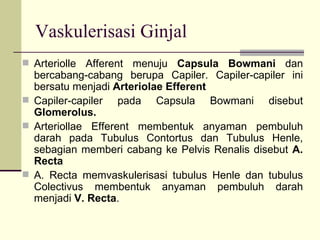 Vaskulerisasi Ginjal Arteriolle Afferent menuju  Capsula Bowmani  dan bercabang-cabang berupa Capiler. Capiler-capiler ini bersatu menjadi  Arteriolae Efferent Capiler-capiler pada Capsula Bowmani disebut  Glomerolus. Arteriollae Efferent membentuk anyaman pembuluh darah pada Tubulus Contortus dan Tubulus Henle, sebagian memberi cabang ke Pelvis Renalis disebut  A. Recta A. Recta memvaskulerisasi tubulus Henle dan tubulus Colectivus membentuk anyaman pembuluh darah menjadi  V. Recta . 