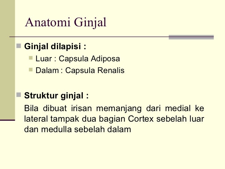 Anatomi ginjal Anatomi ginjal