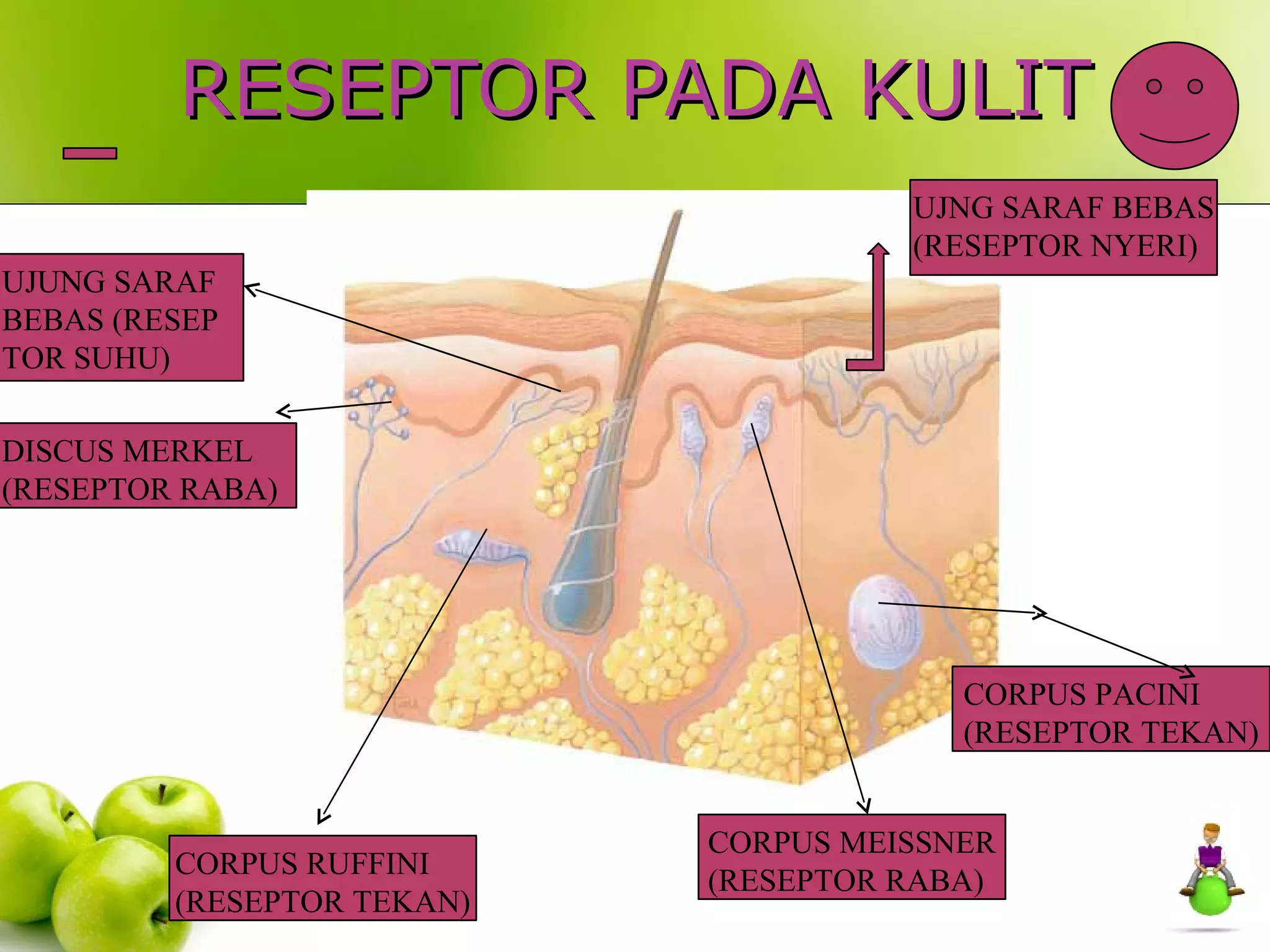 Reseptor Pacini Ruffini Anatomi sistem-panca-indra | PPT