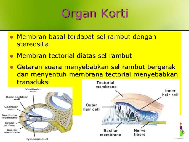Anatomi sistempancaindra