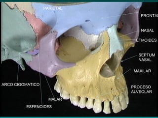 ETMOIDES
MALAR
MAXILAR
ARCO CIGOMATICO
FRONTAL
ESFENOIDES
PARIETAL
SEPTUM
NASAL
NASAL
PROCESO
ALVEOLAR
 
