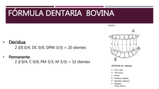 Anatomía veterinaria - Cavidad oral y revestimiento seroso del abdomen