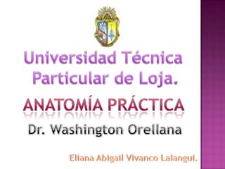 Universidad Técnica  Particular de Loja. Anatomía práctica Dr. Washington Orellana Eliana Abigail Vivanco Lalangui. 