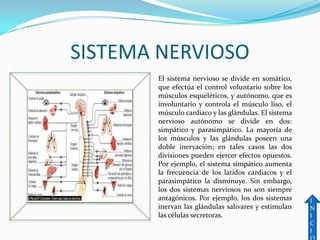 SISTEMA NERVIOSO
       El sistema nervioso se divide en somático,
       que efectúa el control voluntario sobre los
       músculos esqueléticos, y autónomo, que es
       involuntario y controla el músculo liso, el
       músculo cardiaco y las glándulas. El sistema
       nervioso autónomo se divide en dos:
       simpático y parasimpático. La mayoría de
       los músculos y las glándulas poseen una
       doble inervación; en tales casos las dos
       divisiones pueden ejercer efectos opuestos.
       Por ejemplo, el sistema simpático aumenta
       la frecuencia de los latidos cardiacos y el
       parasimpático la disminuye. Sin embargo,
       los dos sistemas nerviosos no son siempre
       antagónicos. Por ejemplo, los dos sistemas     I
       inervan las glándulas salivares y estimulan    N
       las células secretoras.                        I
                                                      C
                                                      I
 