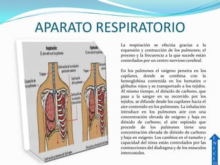 APARATO RESPIRATORIO
           La respiración se efectúa gracias a la
           expansión y contracción de los pulmones; el
           proceso y la frecuencia a la que sucede están
           controlados por un centro nervioso cerebral.

           En los pulmones el oxígeno penetra en los
           capilares, donde se combina con la
           hemoglobina contenida en los hematíes o
           glóbulos rojos y es transportado a los tejidos.
           Al mismo tiempo, el dióxido de carbono, que
           pasa a la sangre en su recorrido por los
           tejidos, se difunde desde los capilares hacia el
           aire contenido en los pulmones. La inhalación
           introduce en los pulmones aire con una
           concentración elevada de oxígeno y baja en
           dióxido de carbono; el aire espirado que
           procede de los pulmones tiene una
           concentración elevada de dióxido de carbono
           y baja en oxígeno. Los cambios en el tamaño y      I
           capacidad del tórax están controlados por las      N
           contracciones del diafragma y de los músculos      I
           intercostales.                                     C
                                                              I
 